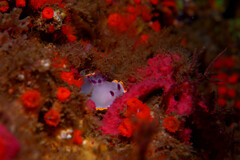 Felimida purpurea