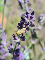Adelphocoris lineolatus
