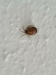 Steatoda bipunctata
