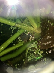 Lithobates warszewitschii