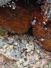 Diadema africanum