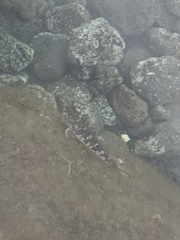 Mauligobius maderensis