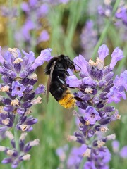 Bombus confusus