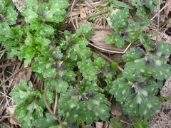 Ranunculus constantinopolitanus