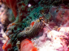 Dermatobranchus striatus