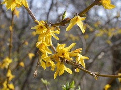 Forsythia × intermedia
