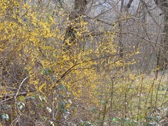 Forsythia × intermedia