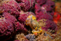 Doriopsilla areolata