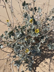 Helianthus niveus tephrodes
