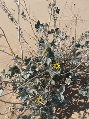 Helianthus niveus tephrodes