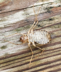 Didymops floridensis