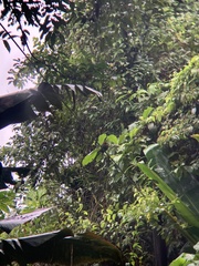 Electron platyrhynchum