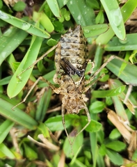 Didymops floridensis