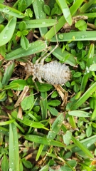 Didymops floridensis