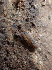 Entomobryomorpha