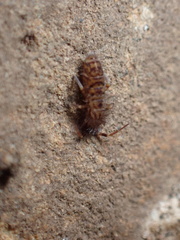 Entomobryomorpha