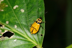 Chauliognathus spinipennis