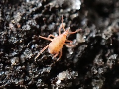 Neomolgus littoralis