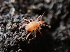 Neomolgus littoralis