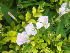 Calystegia pubescens