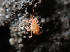 Neomolgus littoralis