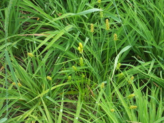 Carex neurocarpa