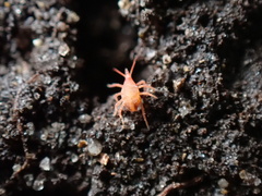 Neomolgus littoralis