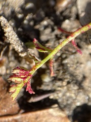 Synchytrium papillatum