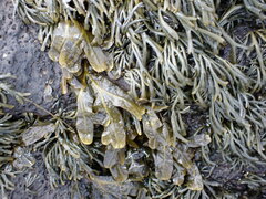 Fucus spiralis
