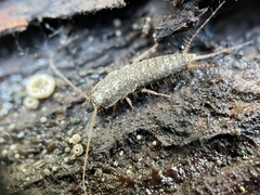 Allacrotelsa spinulata