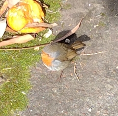 Erithacus rubecula