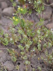 Polygonum polygaloides kelloggii