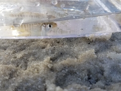 Fundulus xenicus