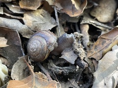 Helminthoglypta traskii