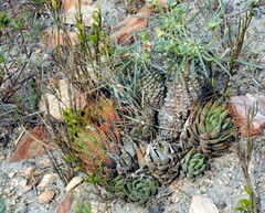 Haworthiopsis fasciata