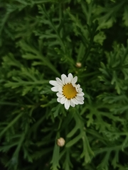 Argyranthemum haouarytheum image