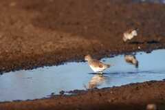 Calidris fuscicollis