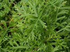 Image of Argyranthemum haouarytheum