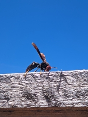 Polistes erythrocephalus