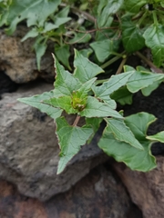 Patellifolia procumbens image