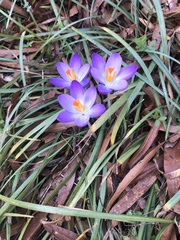 Crocus tommasinianus