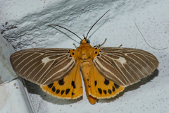 Asota producta