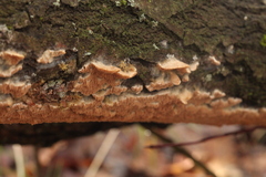 Steccherinaceae