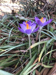 Crocus tommasinianus