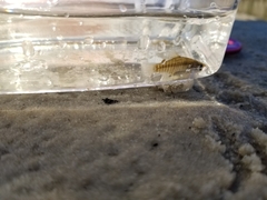 Fundulus xenicus