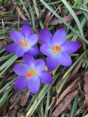 Crocus tommasinianus