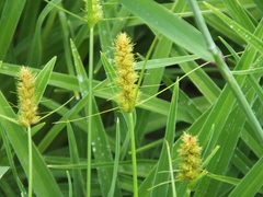 Carex neurocarpa