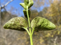 Puccinia vincae