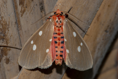 Tinolius eburneigutta