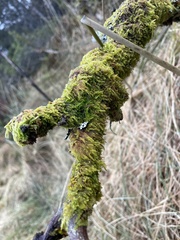 Hypnum cupressiforme